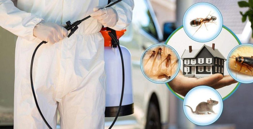 Ardıç Böcek İlaçlama