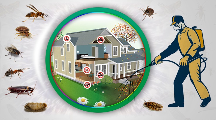 Ardıç Böcek İlaçlama