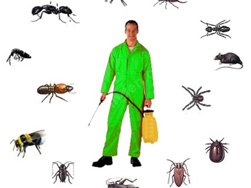 Ardıç Böcek İlaçlama